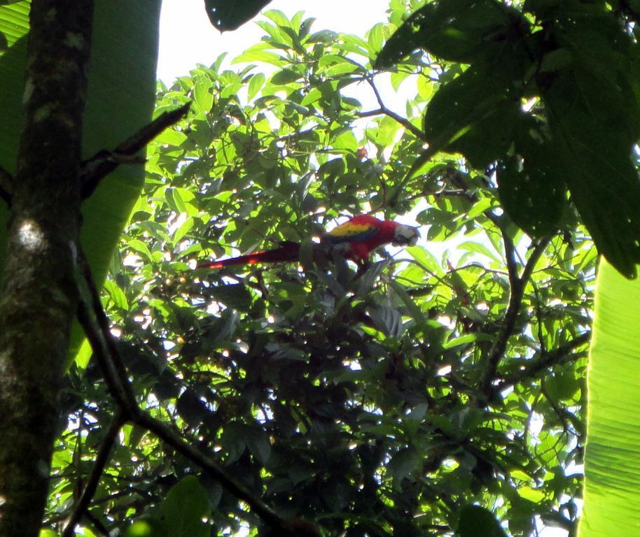Cabinas Tropicales Puerto Jiménez Kültér fotó