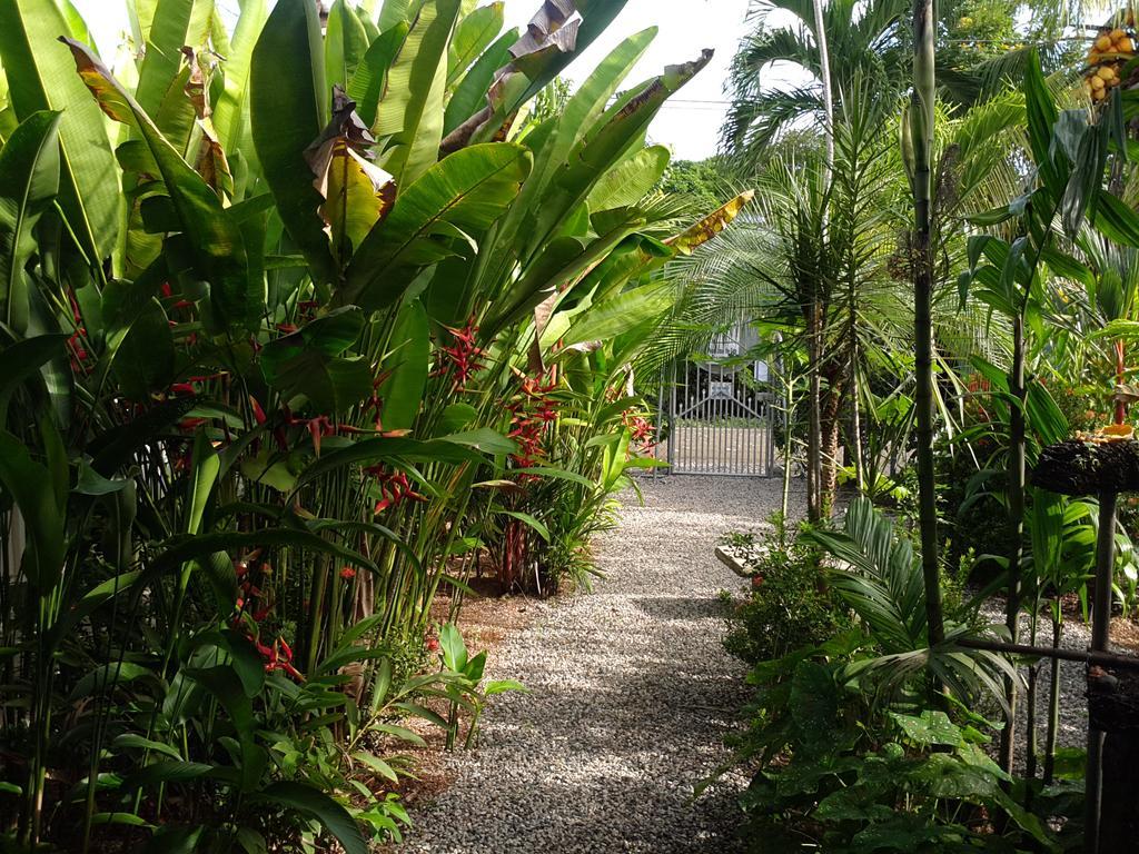 Cabinas Tropicales Puerto Jiménez Kültér fotó